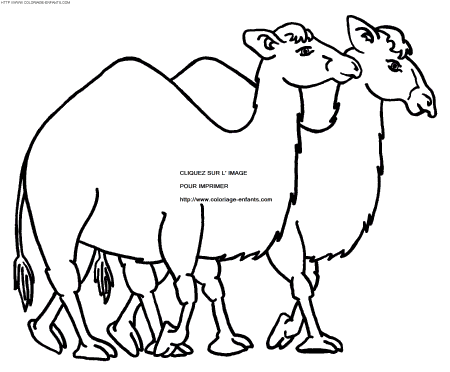 dibujo Camellos