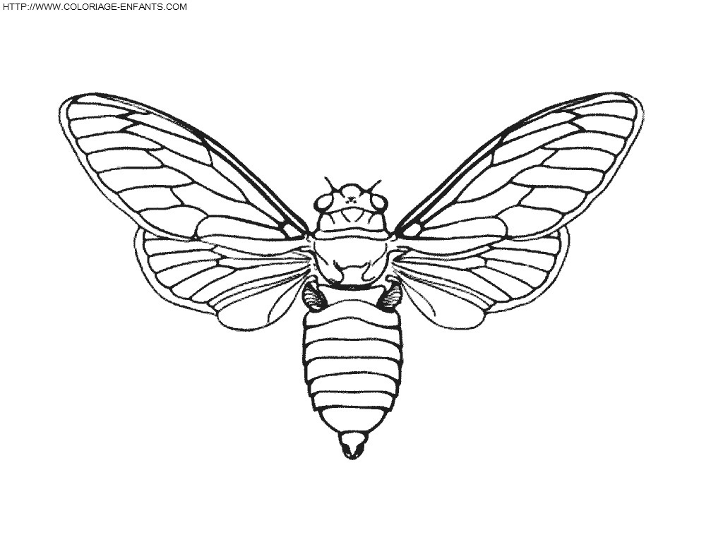 dibujo Insectos