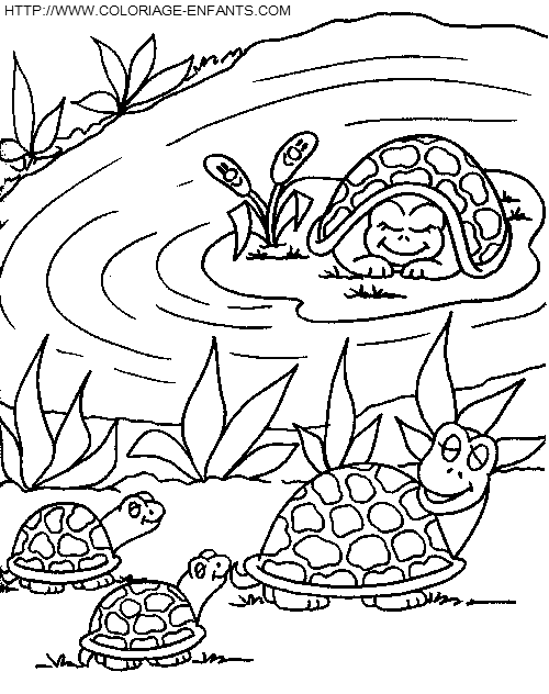 dibujo Tortugas