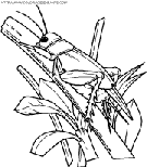 dibujo insectos