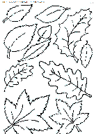 dibujo hojas