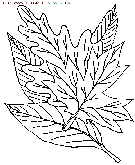 dibujo hojas