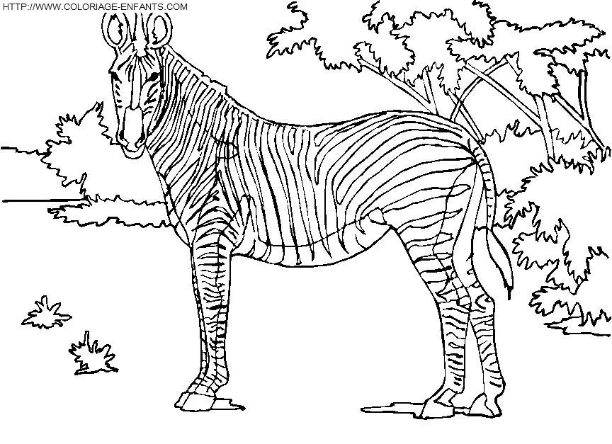 dibujo Zebras